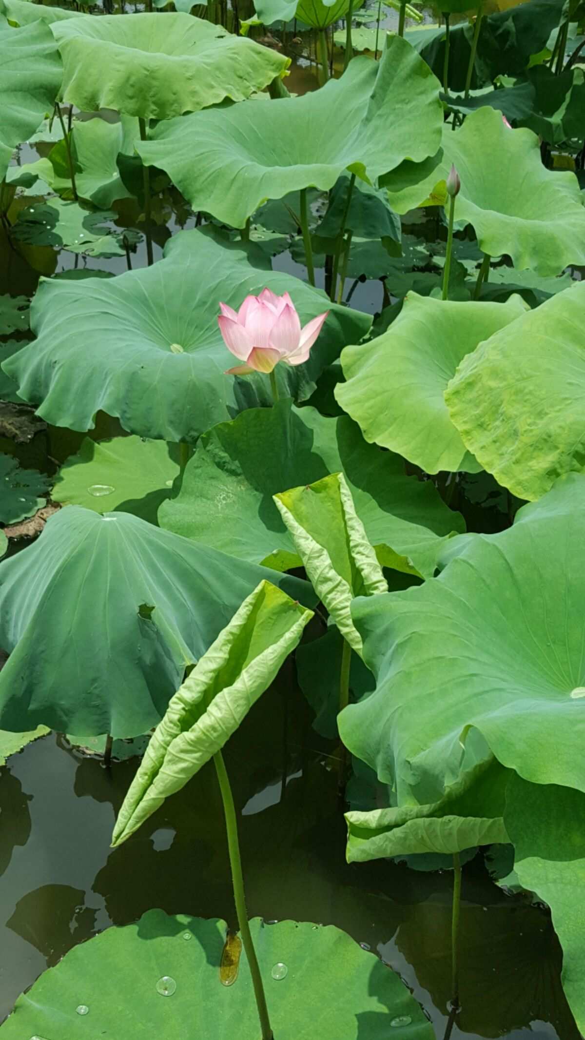 _荷花夏天知道是冬天吗_荷花是夏天的