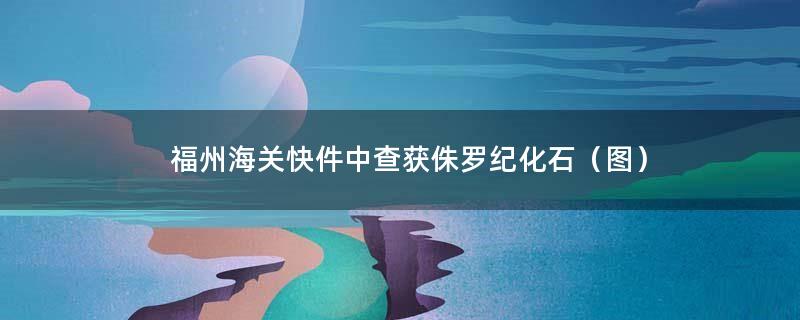 福州海关快件中查获侏罗纪化石（图）