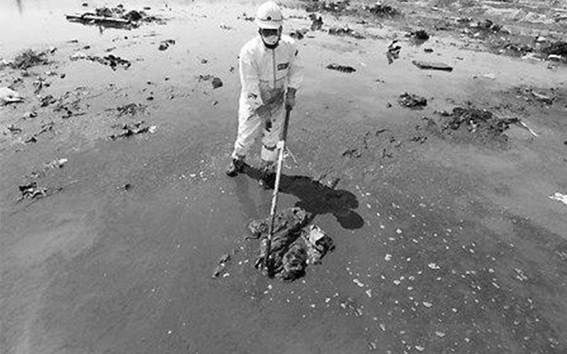 日本海污染的海带还可以吃吗__日本排放核废水海带还能吃吗