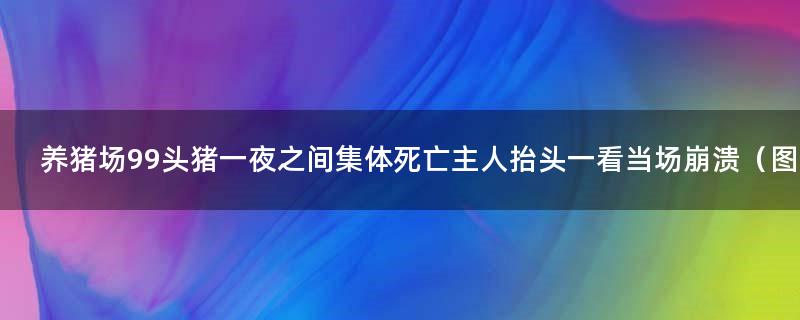 养猪场99头猪一夜之间集体死亡 主人抬头一看当场崩溃（图）