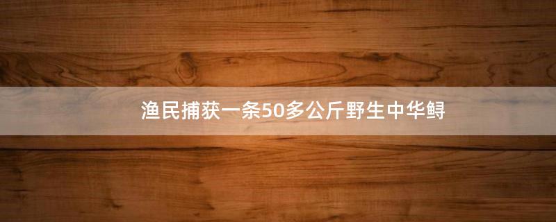 渔民捕获一条50多公斤野生中华鲟