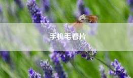 手机毛看片