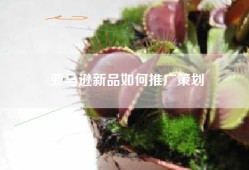亚马逊新品如何推广策划