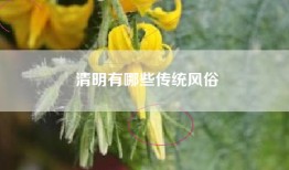 清明有哪些传统风俗
