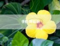 手机测辐射