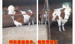 伊通满族自治县营城子镇牧成养殖场