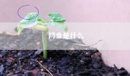 网金是什么