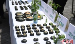 清明习俗知多少：吃青团、荡秋千 戴柳祈求永葆青春