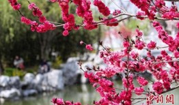 清明习俗知多少：吃青团、荡秋千 戴柳祈求永葆青春