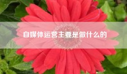 自媒体运营主要是做什么的