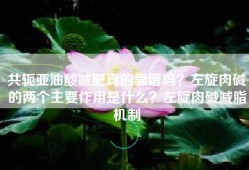 共轭亚油酸减肥真的靠谱吗？左旋肉碱的两个主要作用是什么？左旋肉碱减脂机制