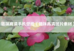 猫咪高清手机壁纸（猫咪高清图片素材）