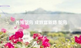 养殖鸵鸟 成致富新路 鸵鸟