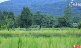 李子柒顶100个孔子学院？央媒密集表态背后这点也是关键