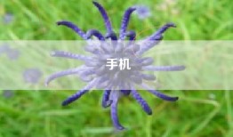 手机