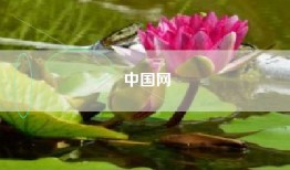 中国网