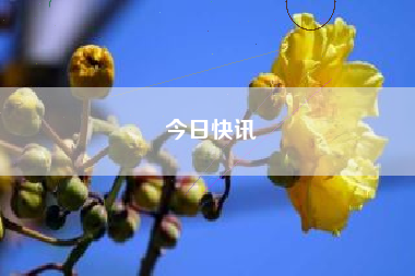 今日快讯