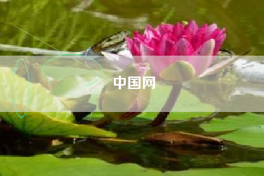 中国网