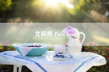 北极熊 Polar bear