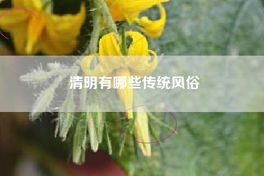 清明有哪些传统风俗
